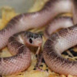 Meet your Posher, Morgan